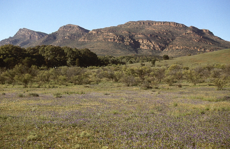 720_Flinders Ranges.jpg